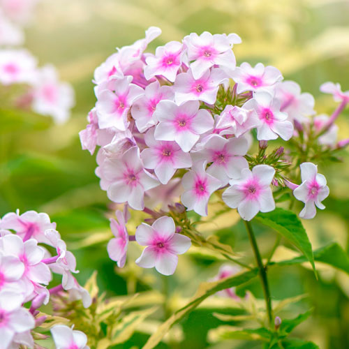 Best Plants For Homes In Delhi